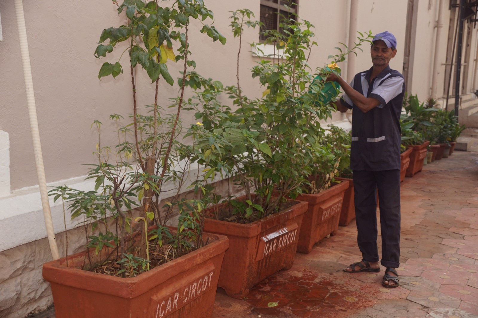 Plantation drive is organized at ICAR-CIRCOT, Mumbai photo